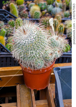Cacti needles in pot Cacti needles in pot 140767063