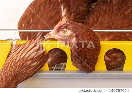 Chicken head inside farm 140767064