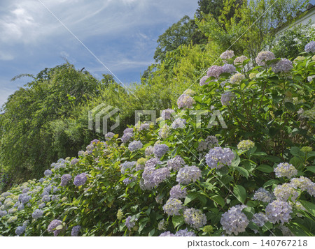 A hill covered in fresh hydrangeas, stretching out into the blue sky in early summer. A hill covered in fresh hydrangeas, stretching out into the blue sky in early summer. 140767218