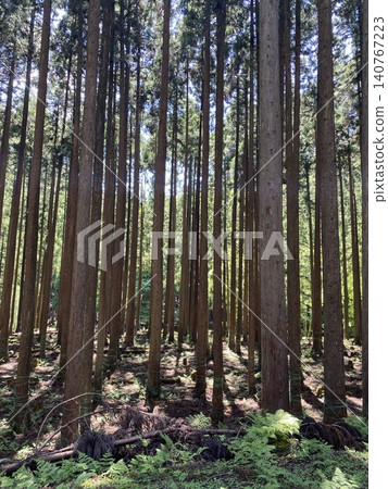 A quiet forest where cedar trees reach towards the blue sky. A quiet forest where cedar trees reach towards the blue sky. 140767223