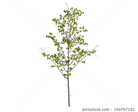 Lush green deciduous tree with vibrant leaves Lush green deciduous tree with vibrant leaves 140767283