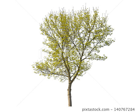 Young tree with delicate green leaves emerging in spring Young tree with delicate green leaves emerging in spring 140767284
