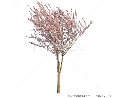 Delicate pink cherry blossom tree branches in full bloom Delicate pink cherry blossom tree branches in full bloom 140767285