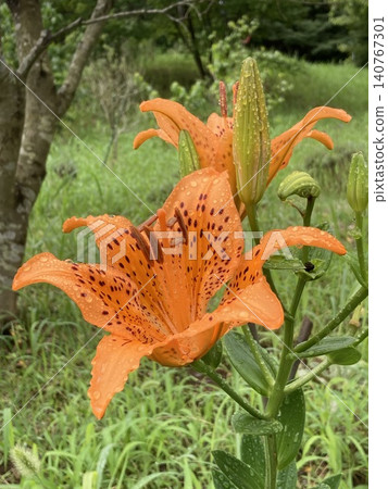 百合maculatum 百合maculatum 140767301