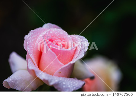 Roses covered in raindrops Roses covered in raindrops 140767500