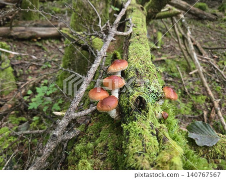 Wild Chaname Tsumutake mushrooms growing on fallen trees at the foot of Mt. Fuji 140767567