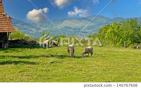 Sheep on green lawn Sheep on green lawn 140767606