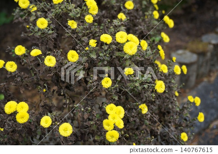 粉紅色的玫瑰花正在綻放 140767615
