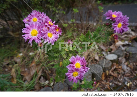粉紅色的玫瑰花正在綻放 140767616