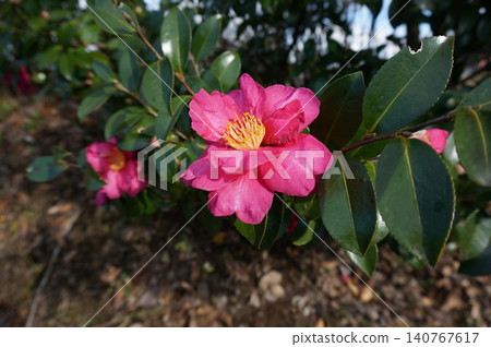 粉紅色的玫瑰花正在綻放 140767617