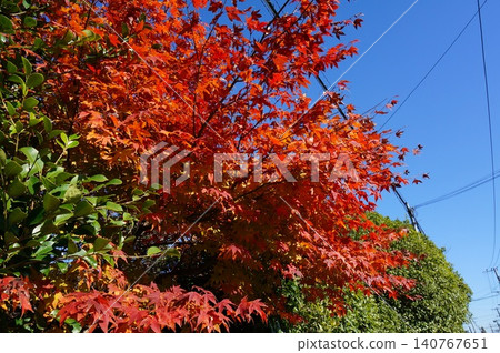 盆栽紅色花朵 盆栽紅色花朵 140767651