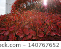 盆栽紅色花朵 140767652