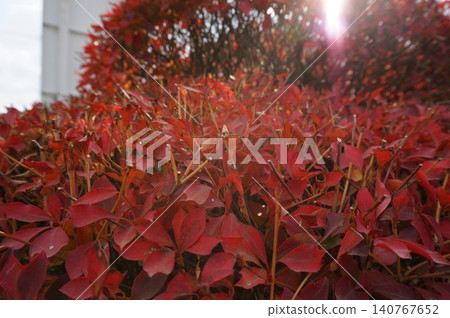 盆栽紅色花朵 140767652