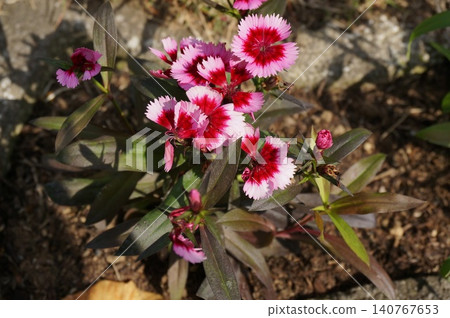 盆栽紅色花朵 盆栽紅色花朵 140767653