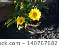 黃花 140767682