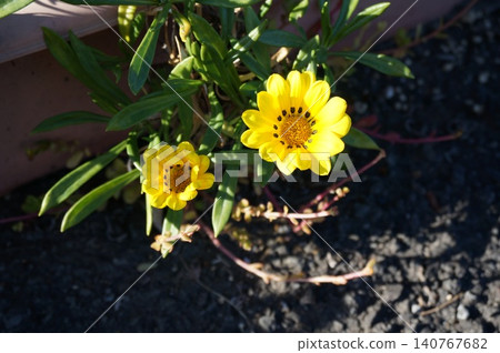 黃花 黃花 140767682