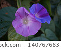 黃花 140767683
