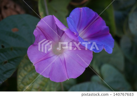 黃花 黃花 140767683