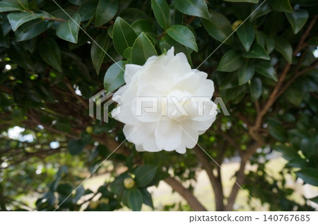 黃花 黃花 140767685