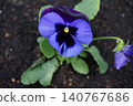 黃花 140767686