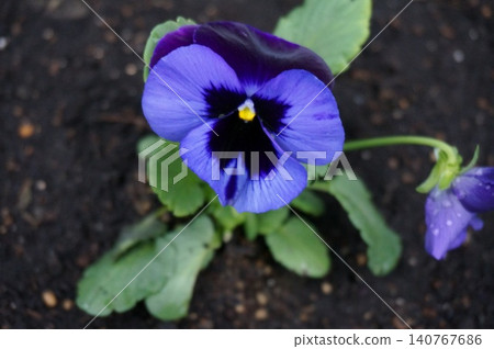 黃花 140767686