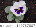 黃花 140767687