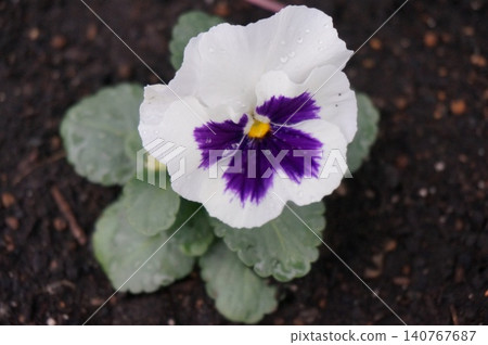 黃花 黃花 140767687