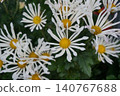 黃花 140767688