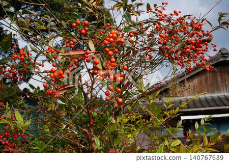 黃花 黃花 140767689