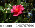 黃花 140767690