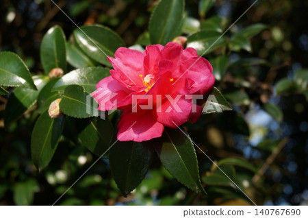 黃花 黃花 140767690