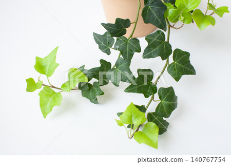 Potted ivy with copy space Potted ivy with copy space 140767754