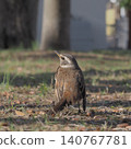 Thrush 140767781