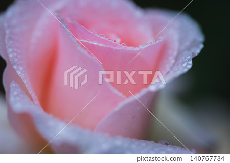 Roses covered in raindrops 140767784