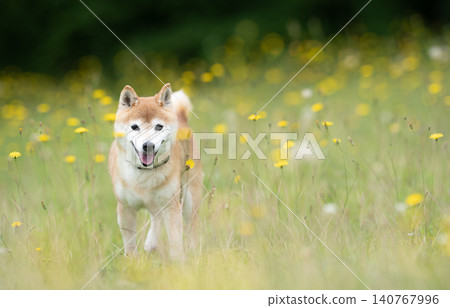 A cute Shiba Inu playing in a field - Akane the Shiba Inu 140767996
