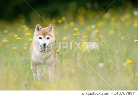 A cute Shiba Inu playing in a field - Akane the Shiba Inu 140767997