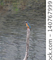 Kingfisher 140767999