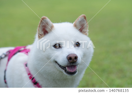 Shiba Inu against a green background; Shiba Inu playing in a park; Cute Shiba Inu Shiba Inu against a green background; Shiba Inu playing in a park; Cute Shiba Inu 140768135