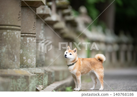 一隻正在散步的柴犬;可愛的柴犬;柴犬茜 一隻正在散步的柴犬;可愛的柴犬;柴犬茜 140768186