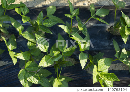 It is a chili pepper field where seedlings have been planted. It is a chili pepper field where seedlings have been planted. 140768194