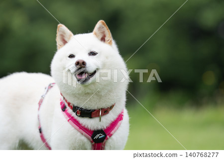 A Shiba Inu looking with a smile - a cute white Shiba Inu A Shiba Inu looking with a smile - a cute white Shiba Inu 140768277