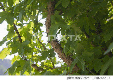 close up Kalopanax septemlobus branch with prickle. 140768305
