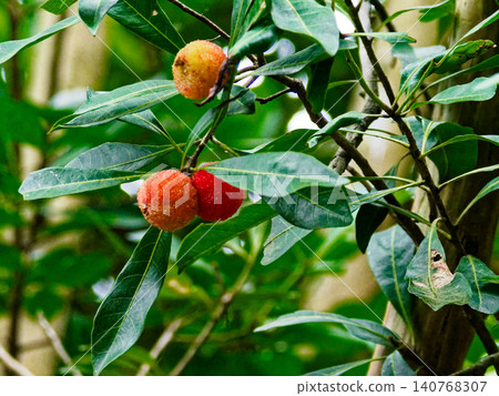 Ripe bayberry fruit Ripe bayberry fruit 140768307
