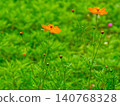 Yellow cosmos, a perennial plant of the Asteraceae family 140768328