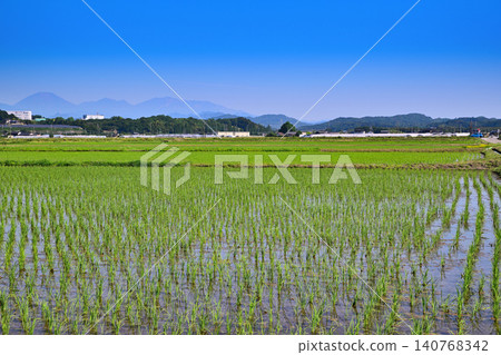 藍天白雲，稻田遍布，鄉村景色，靠近西片路邊車站。 140768342