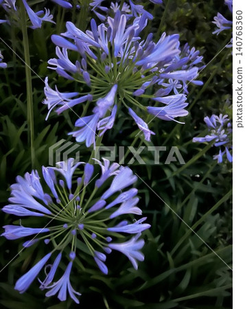 Round-shaped purple flowers Round-shaped purple flowers 140768360