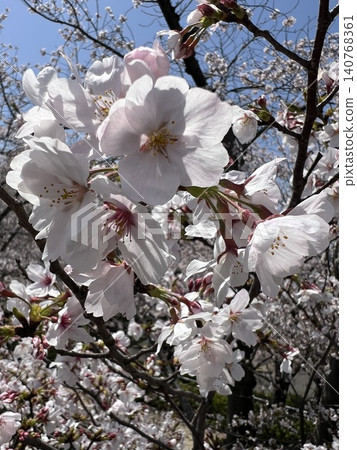 Cherry blossoms in full bloom Cherry blossoms in full bloom 140768361