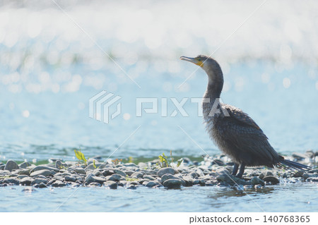 A cormorant standing by the riverbank A cormorant standing by the riverbank 140768365