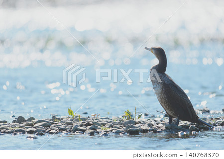 A cormorant standing by the riverbank A cormorant standing by the riverbank 140768370