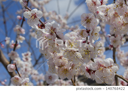 Apricot flower on nature background Apricot flower on nature background 140768422